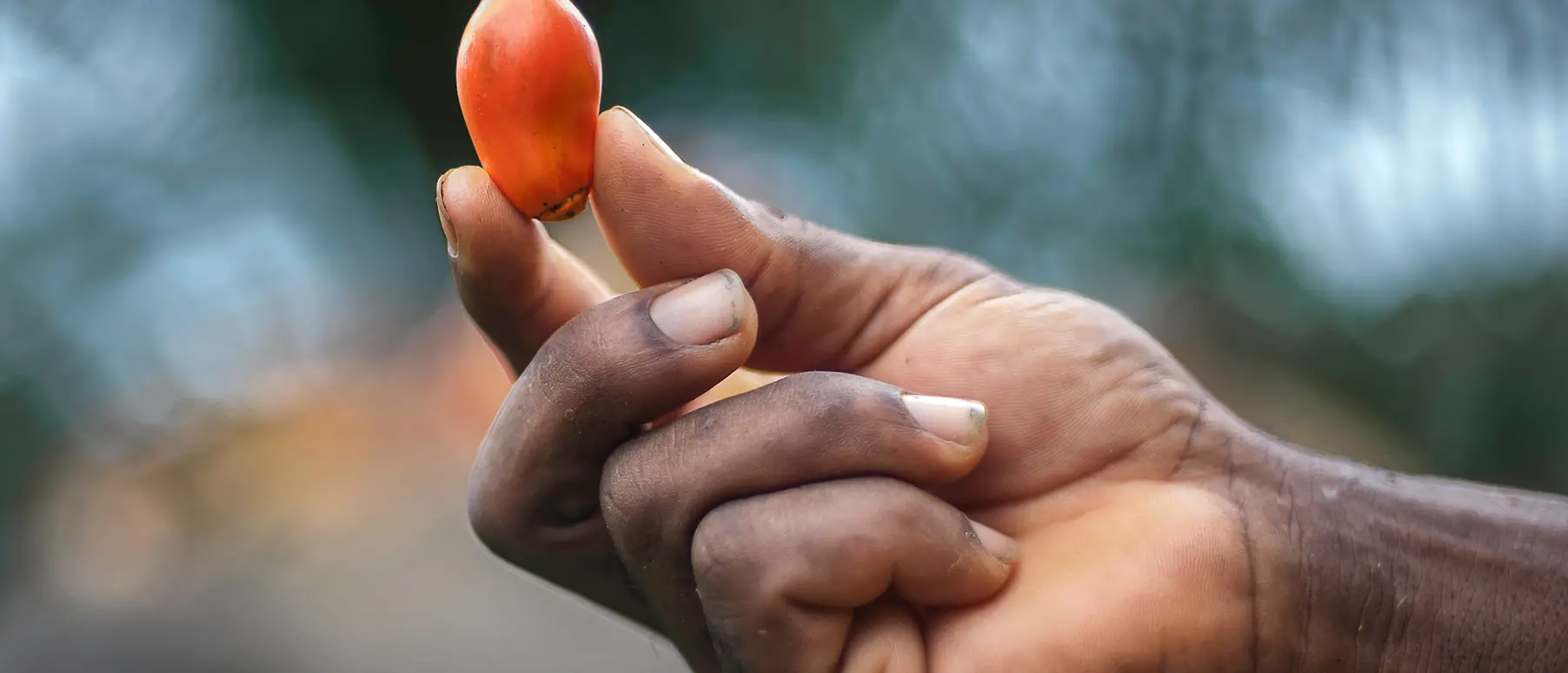 Una mano sostiene un fruto de la palma aceitera.