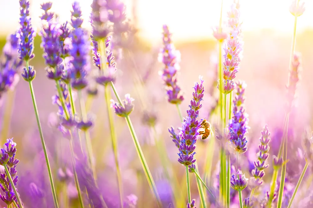 Un campo de lavanda