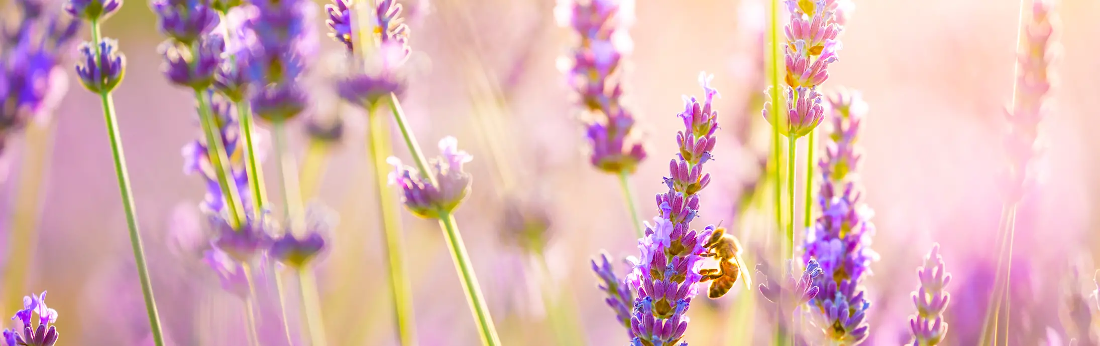 Un campo de lavanda